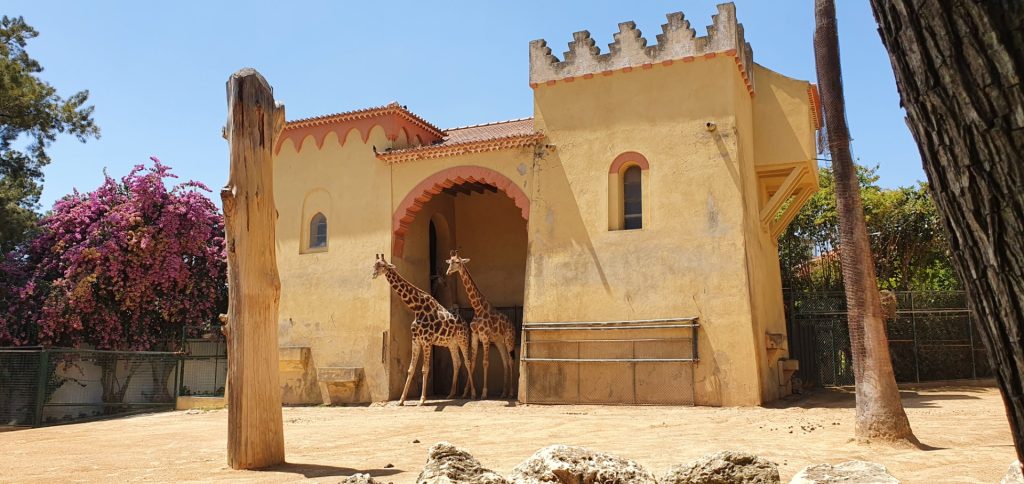 Two giraffes standing near their shaded shelter at Lisbon Zoo