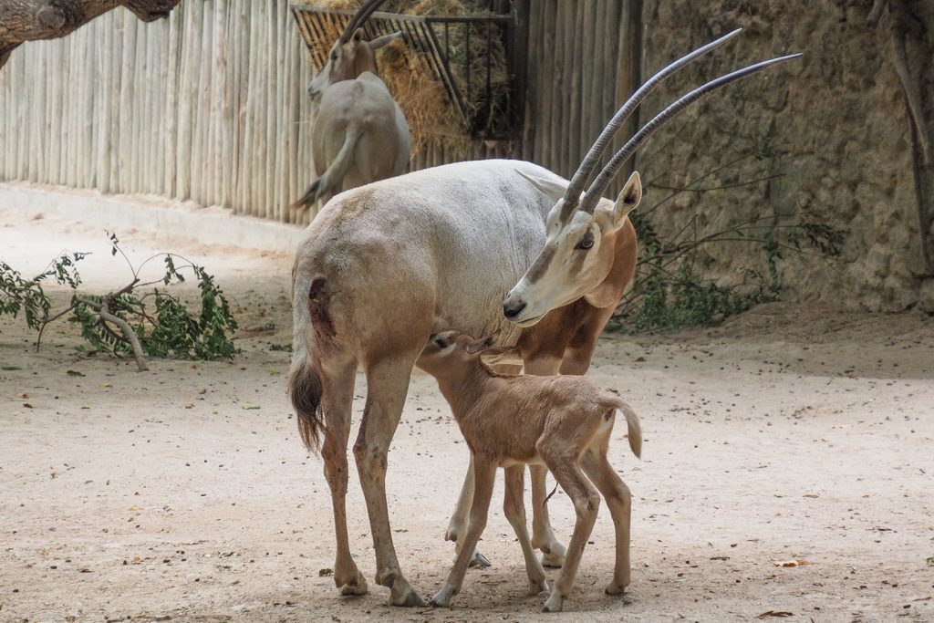 Scimitar-horned oryx mother nursing her calf