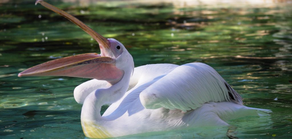 Pelican feeding at Lisbon Zoo during a daily presentation