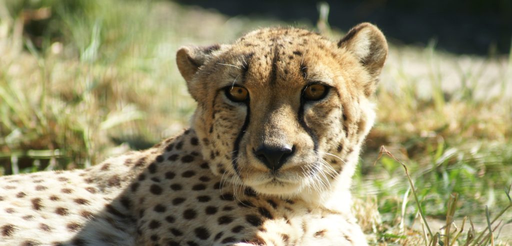 Close-up of a cheetah resting at Lisbon Zoo