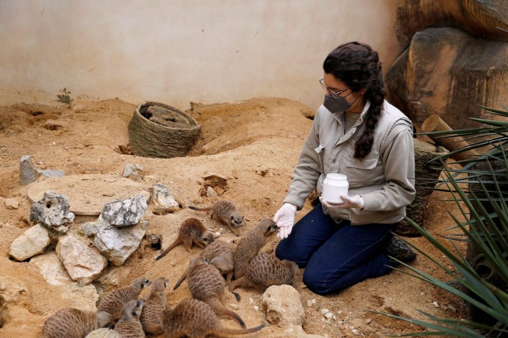 Zookeeper feeding meerkats during an educational activity at Lisbon Zoo