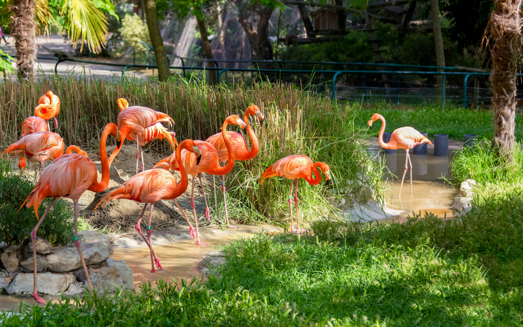Flamingos in a lush green area at Lisbon Zoo