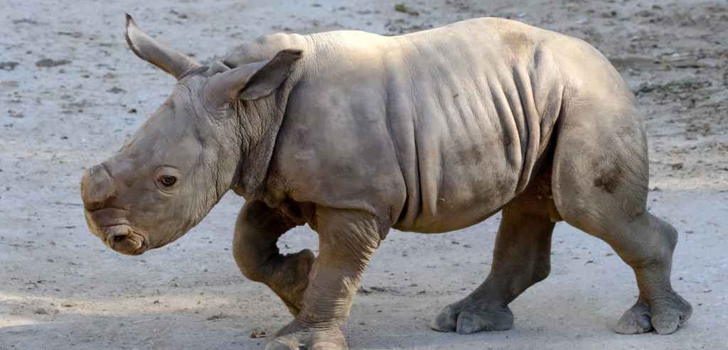 Baby white rhinoceros walking in its enclosure at Lisbon Zoo