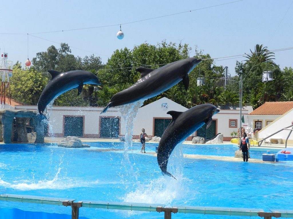 Dolphins leaping during a presentation at Dolphin Bay