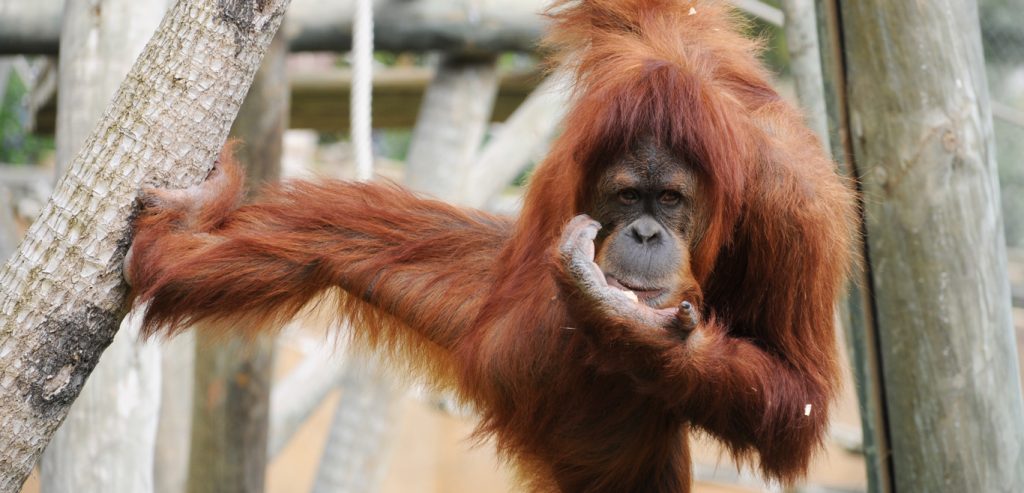 Orangutan climbing a tree in the Primate Temple habitat