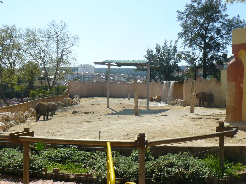 The African elephant habitat in the Savana MEO area is one of Lisbon Zoo’s most impressive spaces, recreating the vast landscapes of the African savannah.