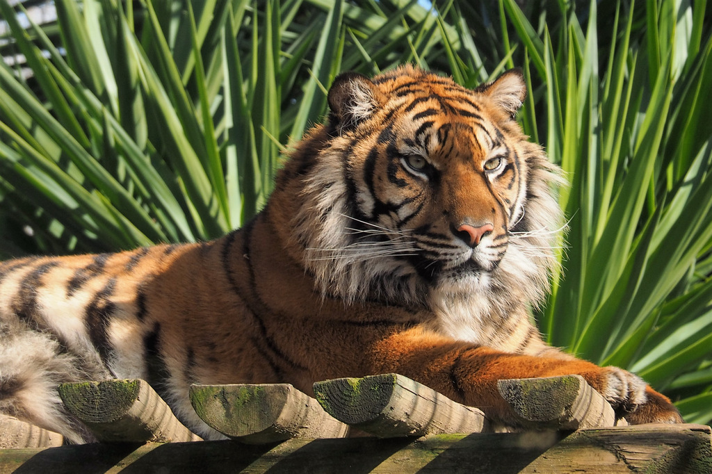 Sumatran tiger resting in the Tiger Valley habitat