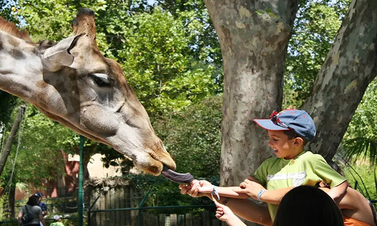 Child feeding a giraffe during an interactive activity at Lisbon Zoo